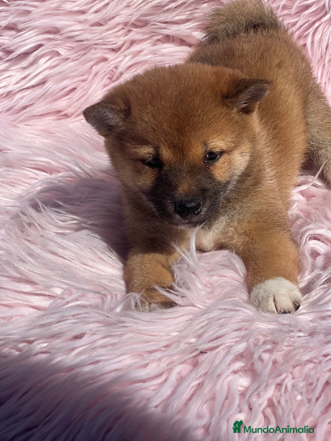 Shiba Inu perros en venta: Shiba inu roja  - Imagen 2