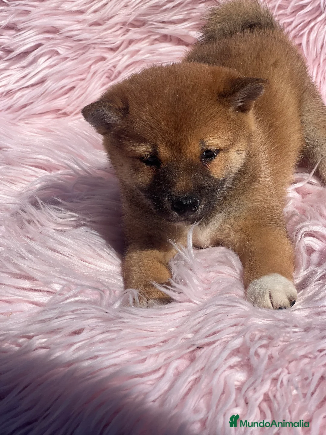 Shiba Inu perros en venta: Shiba inu roja  - Anuncio 2