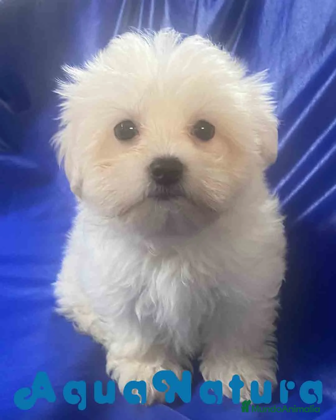Bichón Habanero perros en venta: Havapoo Macho 1749 de Kis - Anuncio 10