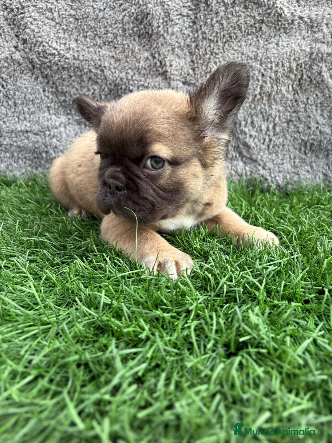 Bulldog Francés perros en venta: Cachorros Bulldog Frances Fluffy macho y hembra - Anuncio 13