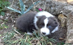 Border Collie perros en venta: 🐾 CACHORROS BORDER COLLIE DE ALTA CALIDAD 🐾 - Anuncio 2