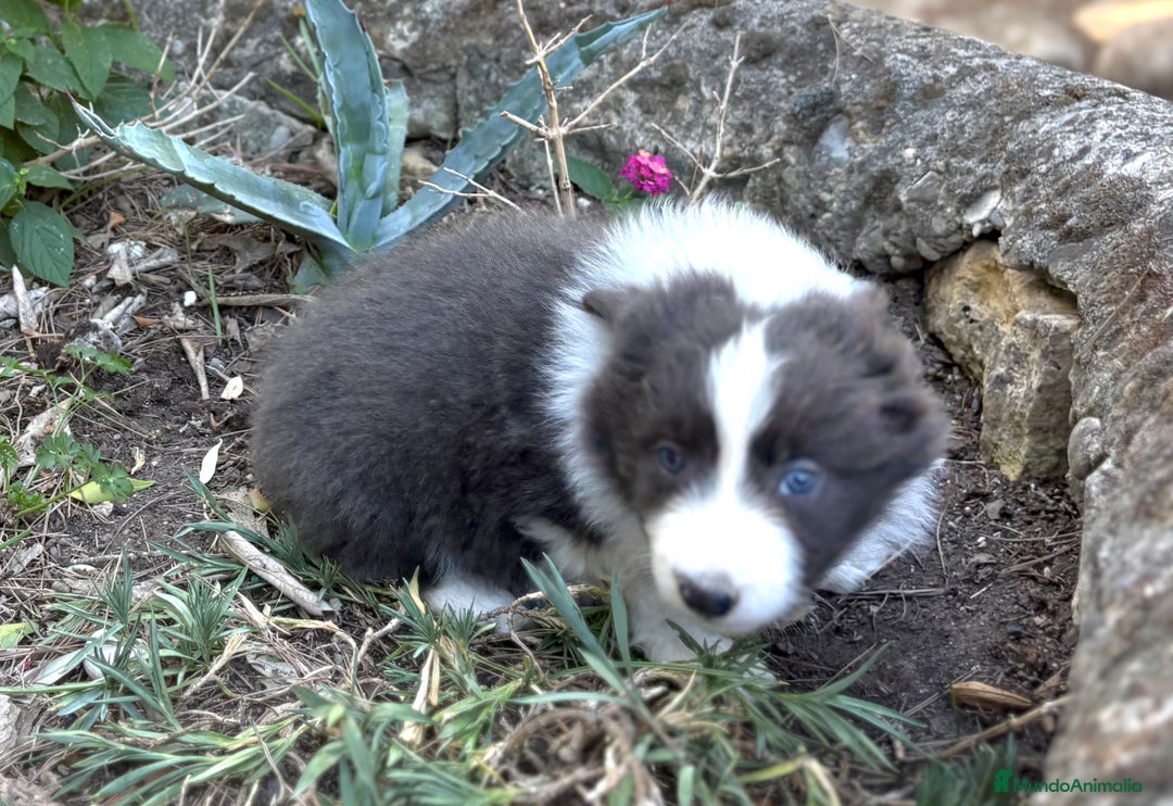 Border Collie perros en venta: 🐾 CACHORROS BORDER COLLIE DE ALTA CALIDAD 🐾 - Anuncio 2