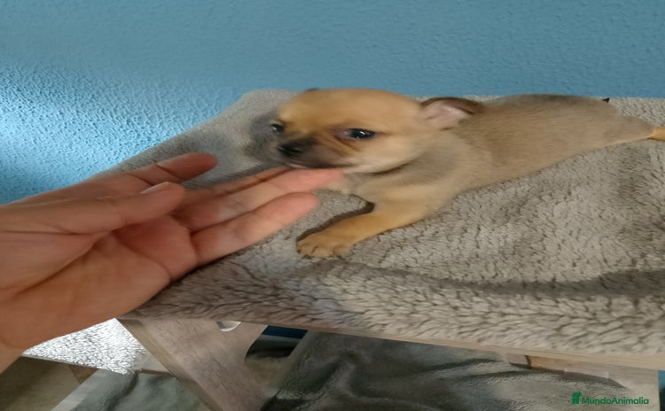 Chihuahua perros - Propaganda 1