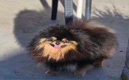 Pomerania perros en venta: Pomerania bellísimo  - Anuncio 9