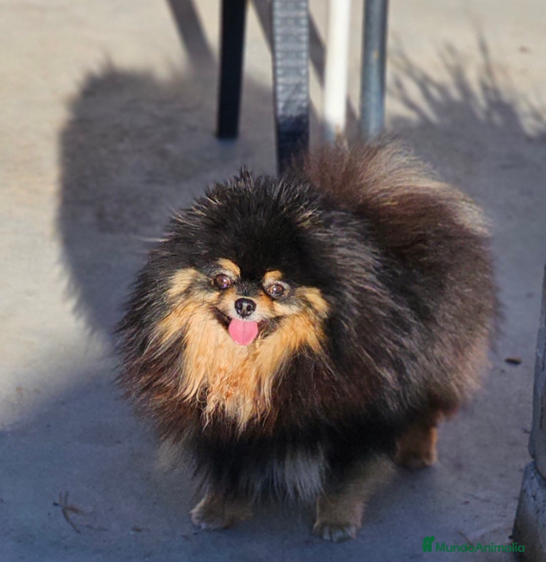 Pomerania perros en venta: Pomerania bellísimo  - Anuncio 9