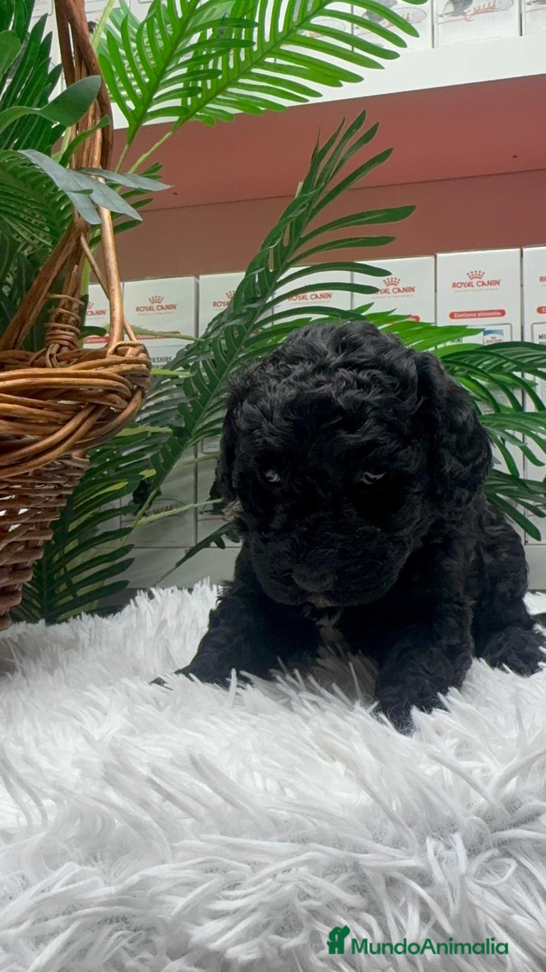 Perro de Agua Español perros en venta: PERRO DE AGUA ESPAÑOL - Anuncio 12