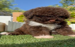 Perro de Agua Español perros en venta: PERRO DE AGUA HEMBRA - Imagen 1