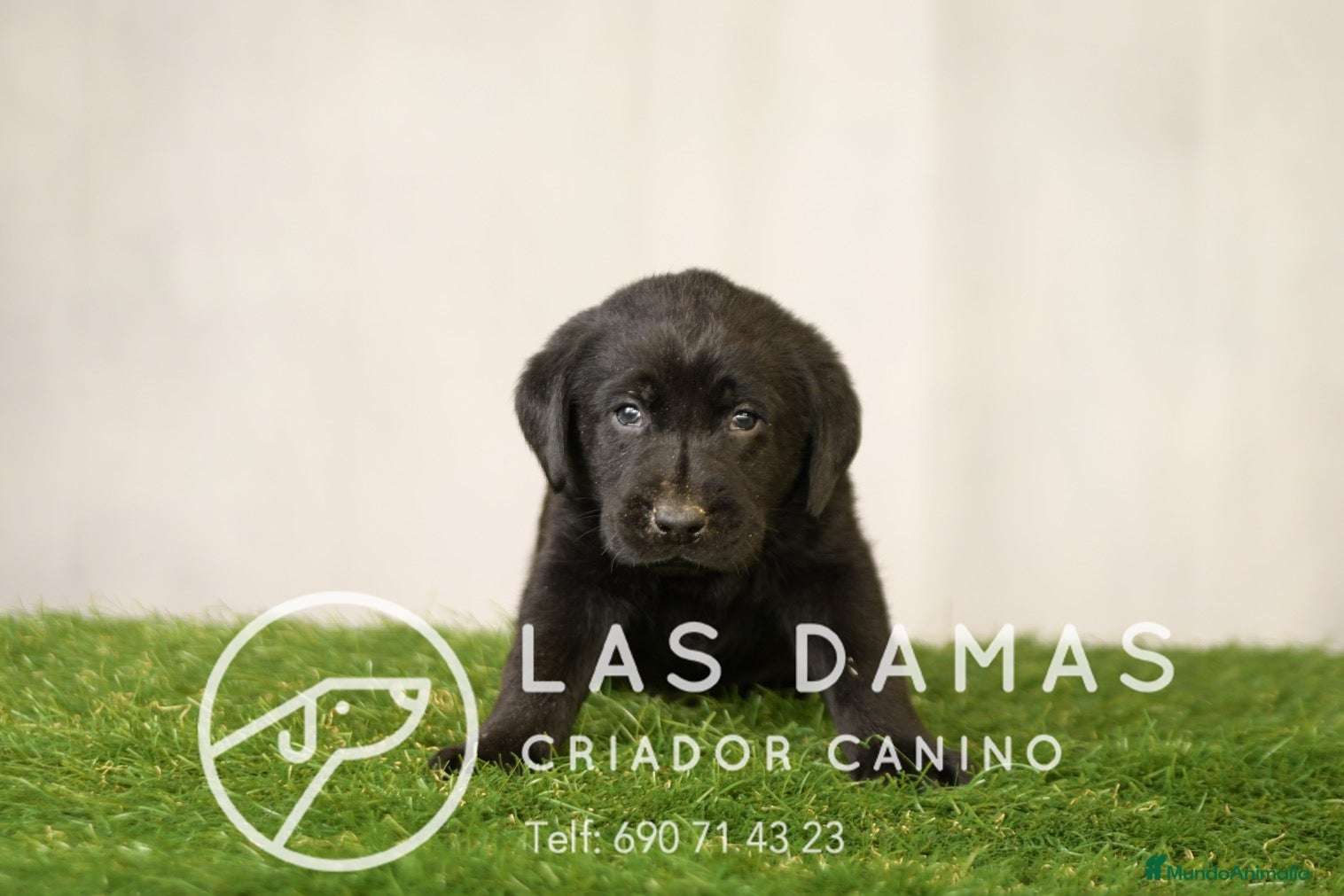 Labrador Retriever perros Labrador retriever color negro. - Anuncio 1