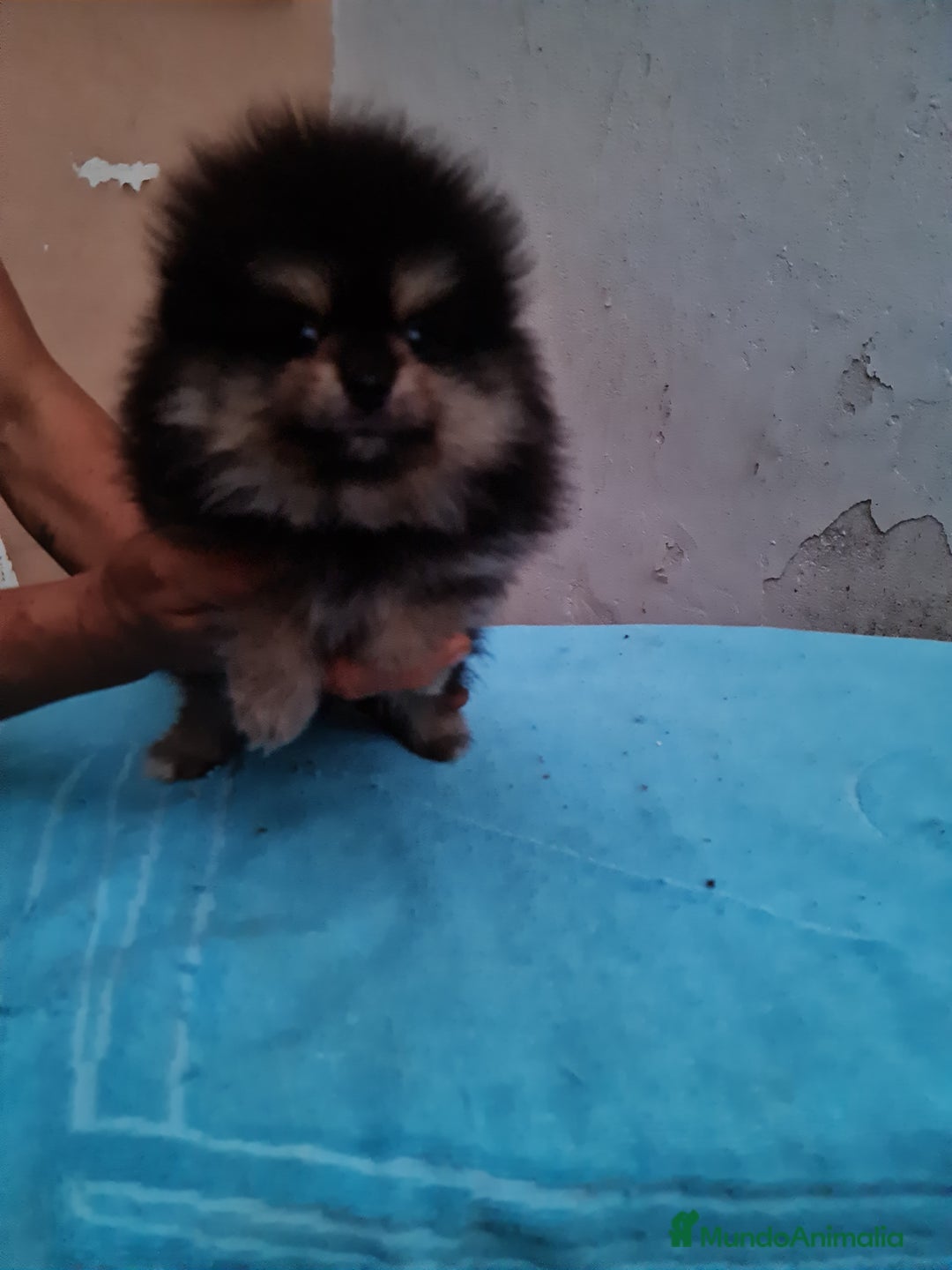 Pomerania perros en venta: Pomerania toy - Imagen 9