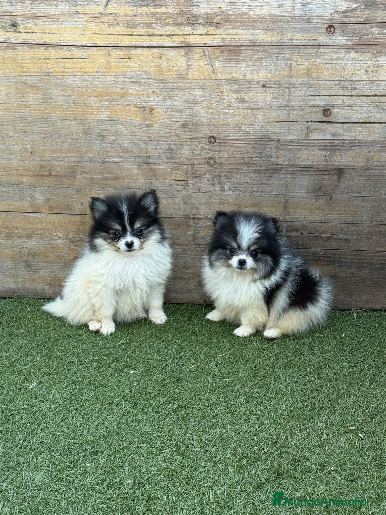 Pomerania perros Pomerania  - Anuncio 1