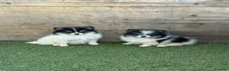 Pomerania perros en venta: Pomerania  - Anuncio 1