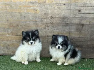 Pomerania perros Pomerania - Anuncio 1