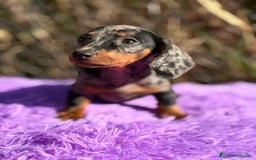 Teckel Miniatura perros en venta: Teckel miniatura arlequin  - Imagen 2