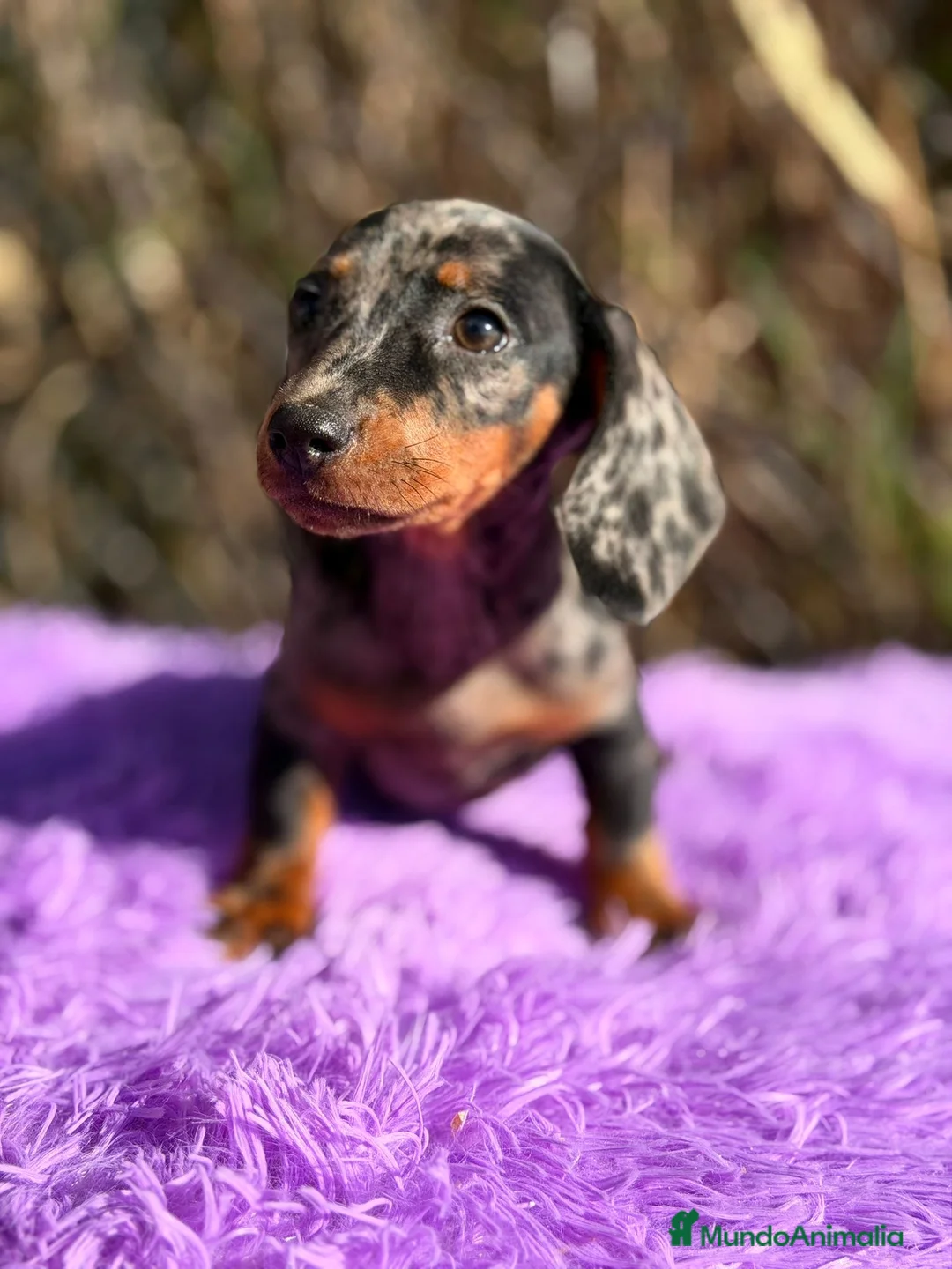 Teckel Miniatura perros en venta: Teckel miniatura arlequin  - Anuncio 2