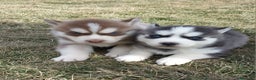Husky Siberiano perros en venta: ‼️‼️husky siberianos - Anuncio 1