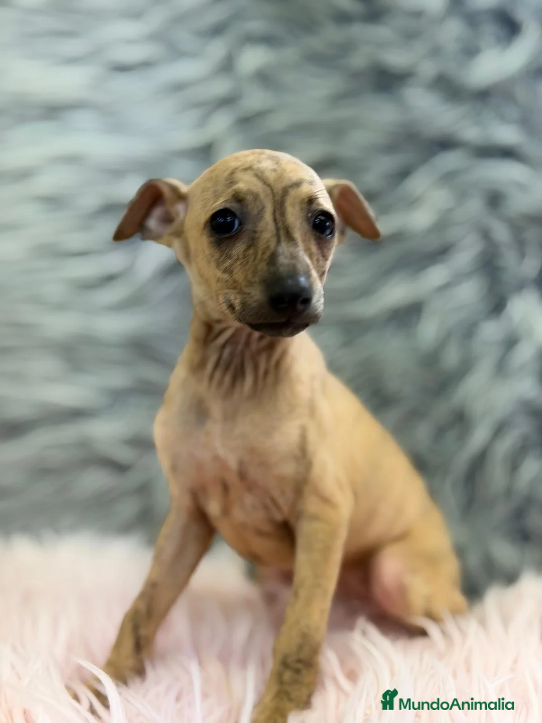 Pequeño Lebrel Italiano perros en venta: CAMADA PICCOLO DISPONIBLES  - Anuncio 6