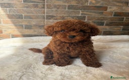 Caniche Toy perros en venta: ASIATICO 100% MACHO TEA CUP/MICRO - Imagen 1