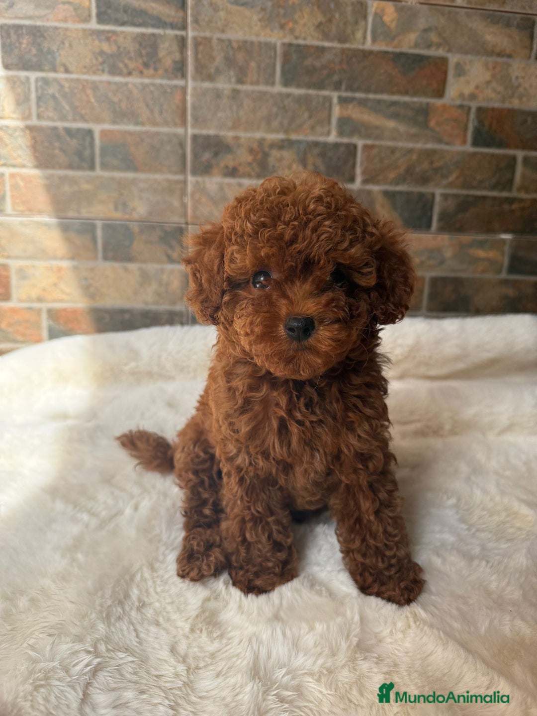 Caniche Toy perros en venta: ASIATICO 100% MACHO TEA CUP/MICRO - Imagen 1