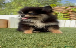 Pomerania perros en venta: POMERANIA HEMBRA - Imagen 7