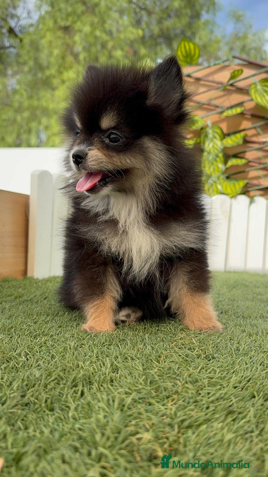 Pomerania perros en venta: POMERANIA HEMBRA - Imagen 7