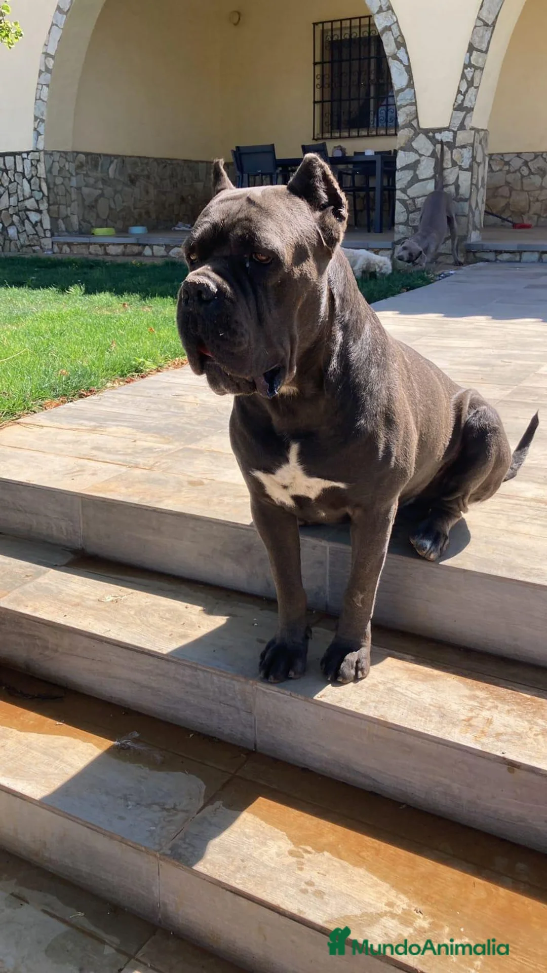 Cane Corso perros en venta: CANE CORSOS IMPRESIONANTES - Anuncio 1