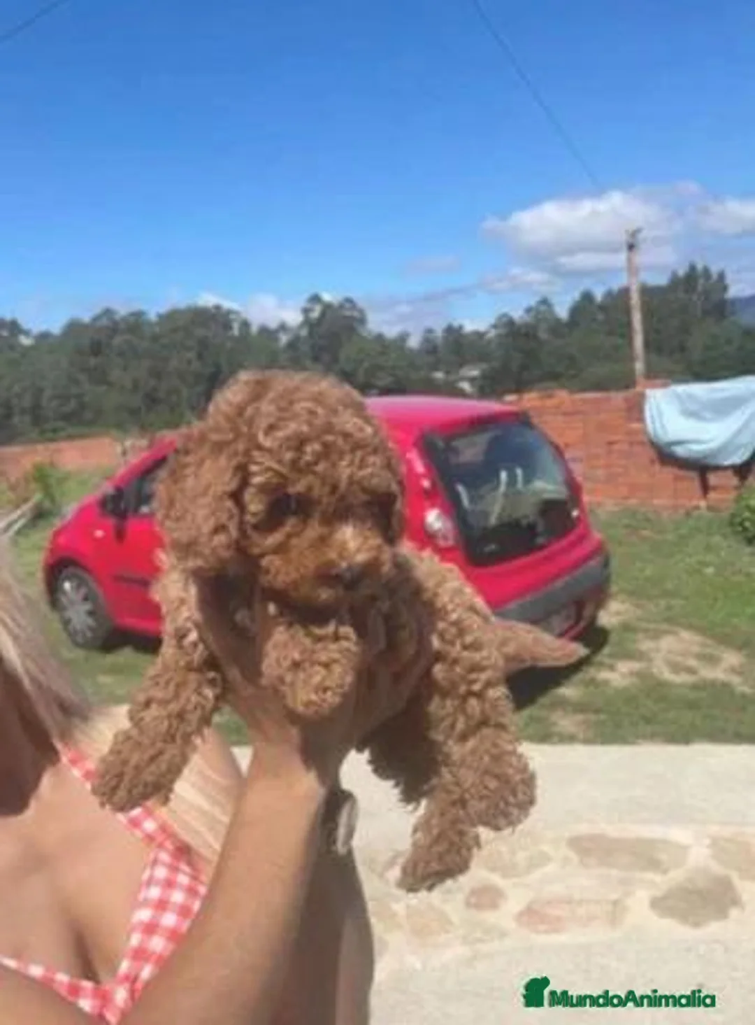 Caniche Toy perros en venta: ❤️🐩✨CANICHE ROJO: UNA PEQUEÑA MARAVILLA✨🐩❤️ - Anuncio 1