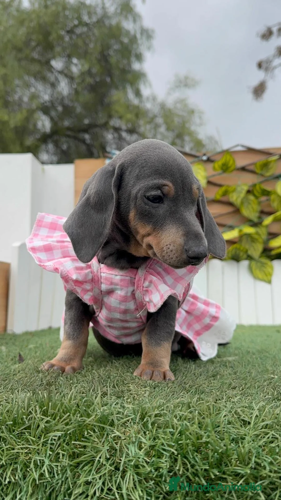 Teckel Miniatura perros en venta: TECKEL MINIATURA - Anuncio 7