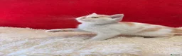 Británico de Pelo Corto gatos en venta: Precioso British arlequín  - Anuncio 3