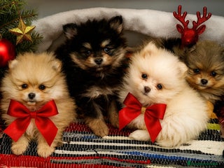 Pomerania perros Pomerania blanck and tan - Anuncio 29