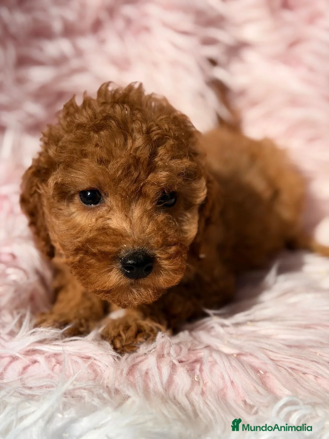 Maltipoo perros en venta: Maltipoo hembra roja - Anuncio 2