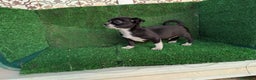Chihuahua perros en venta: Chihuahua  - Anuncio 8