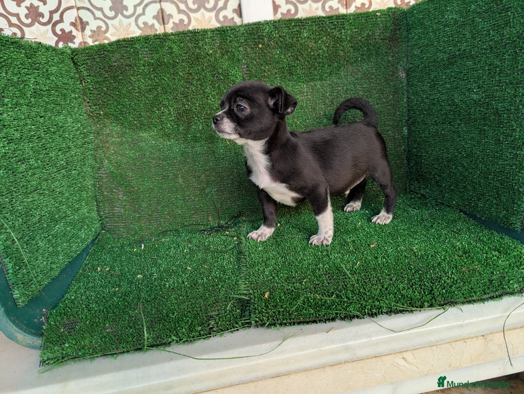 Chihuahua perros en venta: Chihuahua  - Anuncio 8