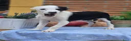 Border Collie perros en venta: Adopción  - Anuncio 5