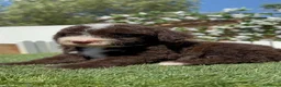 Perro de Agua Español perros en venta: PERRO DE AGUA ESPAÑOL - Anuncio 7
