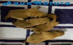 Shiba Inu perros en venta: Shiba Inu Camada de Alba y Simbad AQUANATURA - Imagen 6