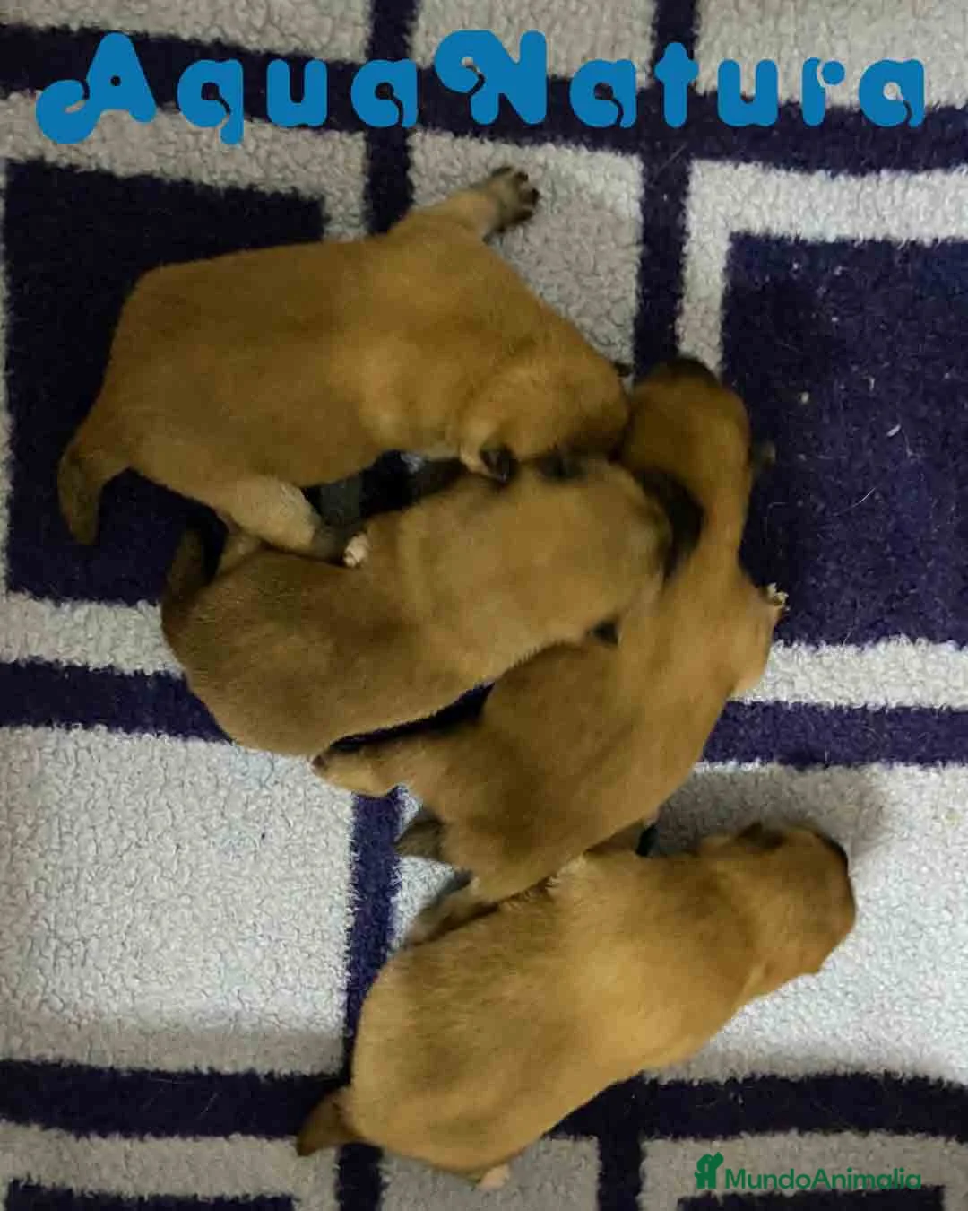 Shiba Inu perros en venta: Shiba Inu Camada de Alba y Simbad AQUANATURA - Anuncio 6