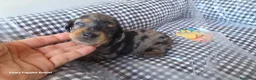 Teckel Miniatura perros en venta: Teckel  kaninchen 604370339 Benidorm  - Anuncio 3