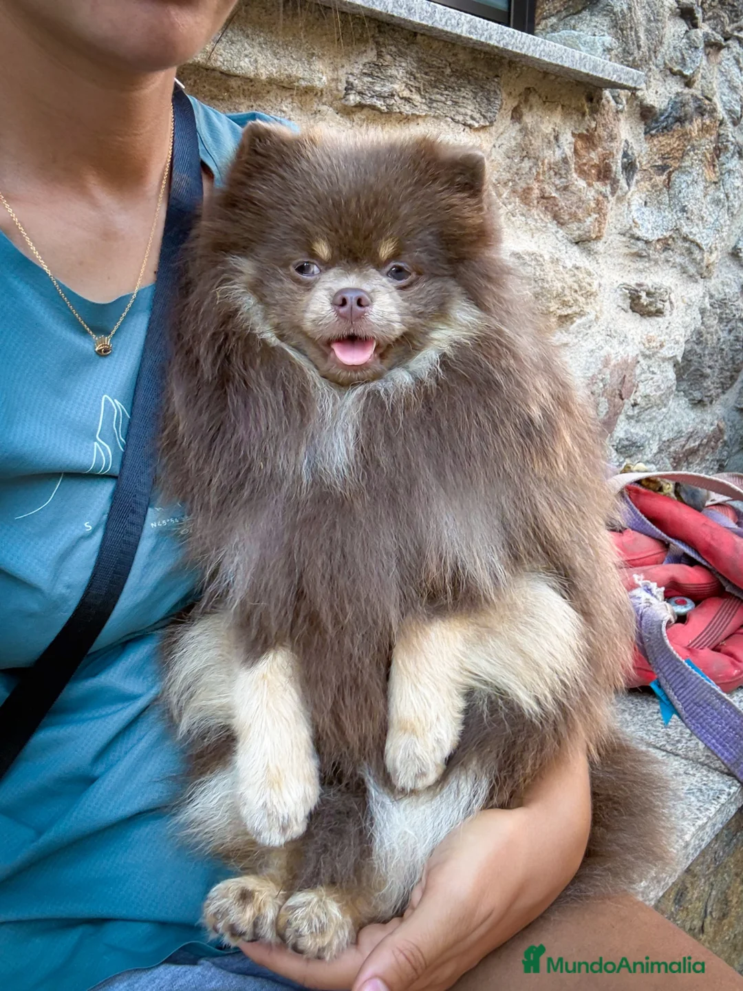 Pomerania perros para monta: 💜✨ Precioso Lilac&tan para montas ✨💜 - Anuncio 2