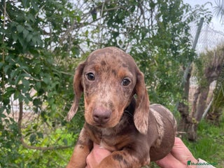 Teckel Miniatura perros TECKEL ARLEQUIN MACHO - Anuncio 28