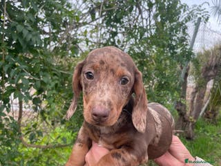 Teckel Miniatura perros TECKEL ARLEQUIN MACHO - Anuncio 33