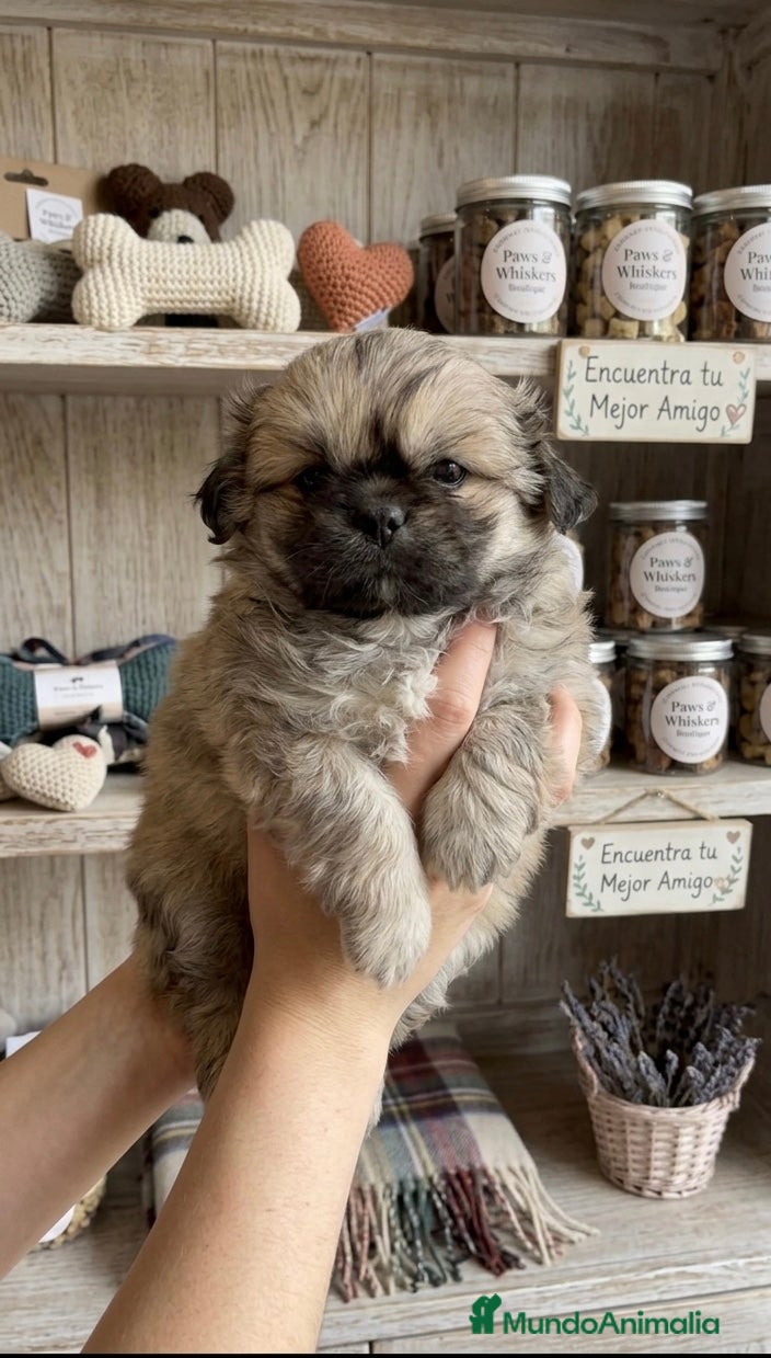 Pekinés perros Pekines imperial - Anuncio 1