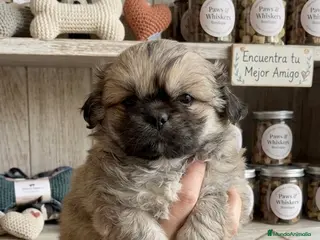 Pekinés perros Pekines imperial - Anuncio 1