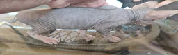 Sphynx gatos en venta: SPHYNX HEMBRAS TACTO GOMA - Anuncio 6