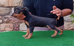 Pinscher Miniatura perros en venta: Pincher de carmargut - Imagen 2