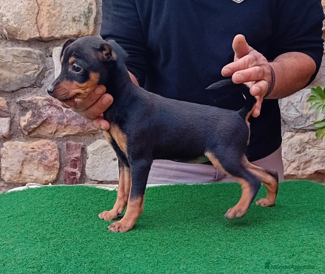 Pinscher Miniatura perros en venta: Pincher de carmargut - Imagen 2
