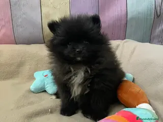 Pomerania perros Pomerania hembra negra - Anuncio 2