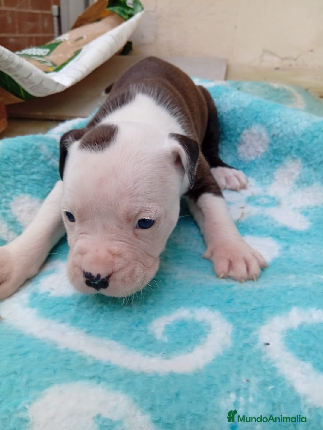 American Staffordshire-Terrier perros en venta: American estanford  - Anuncio 7