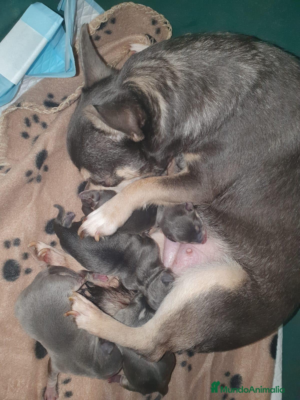 Chihuahua perros CHIHUAHUA DEL VALLE - Anuncio 3