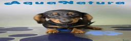 Teckel perros en venta: Teckel Hembra de Kily y Luisiño 8164 AQUANATURA - Anuncio 10