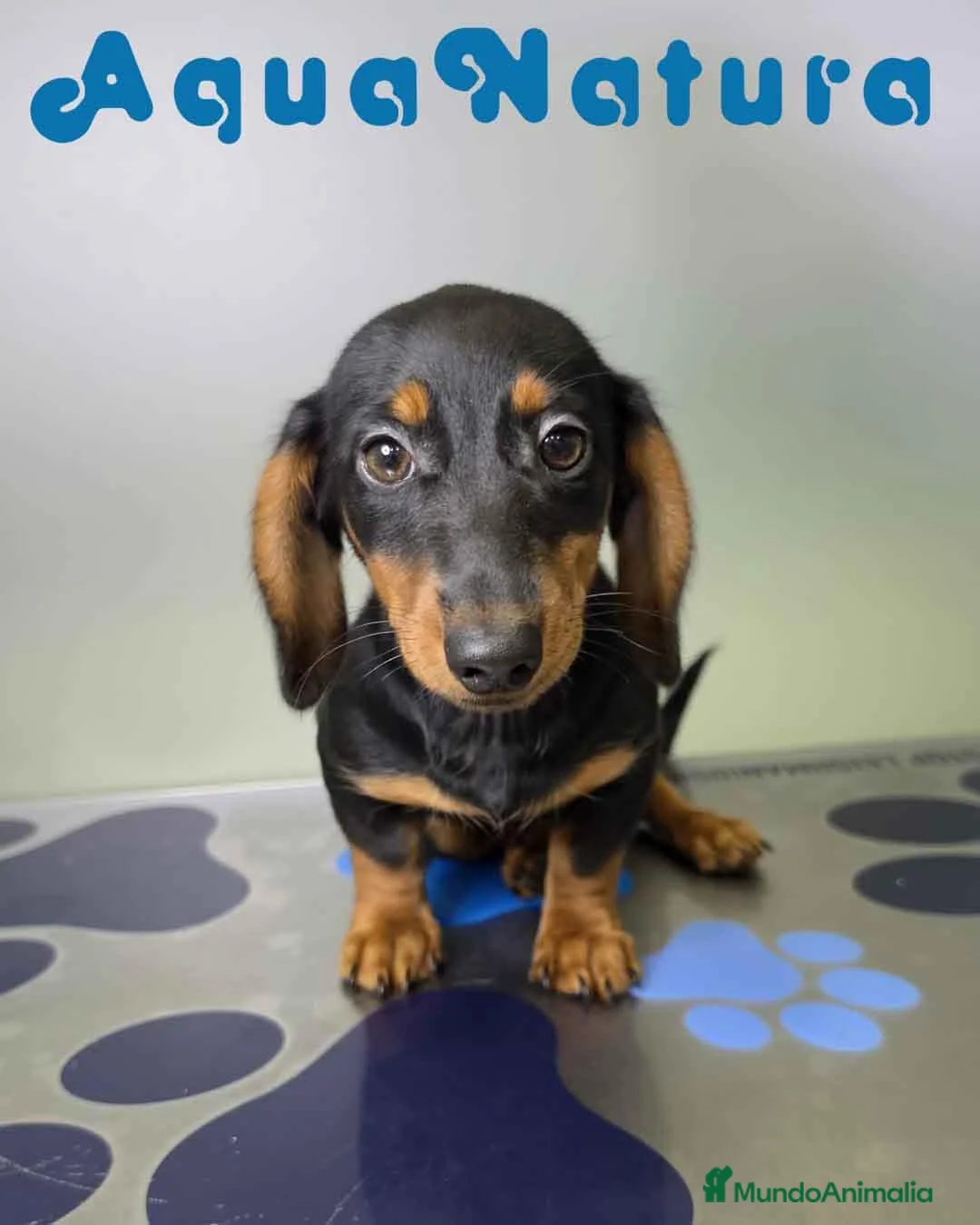 Teckel perros en venta: Teckel Hembra de Kily y Luisiño 8164 AQUANATURA - Anuncio 10